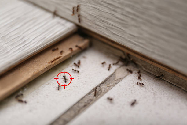 Best Best Pest Control Companies  in Guthrie, KY