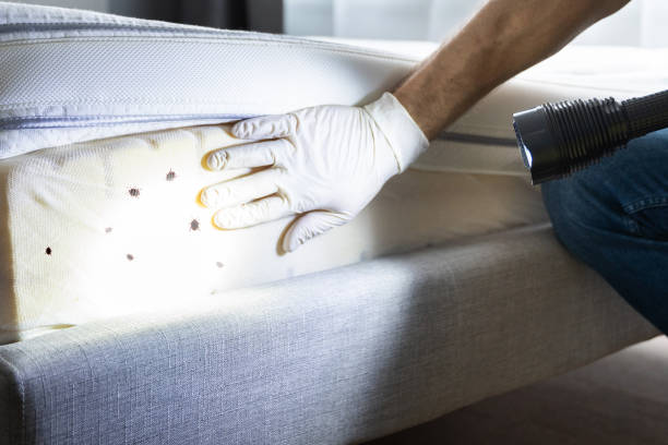 Best Ant Control Services  in Guthrie, KY