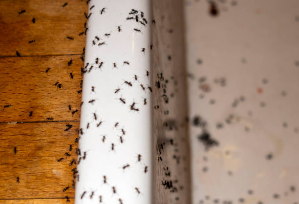 Wasp Removal Services in Guthrie, KY